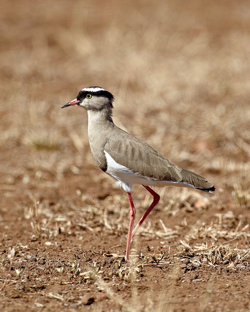 Crowned plover (crowned lapwing) (Vanellus coronatus), Kruger National Park, South Africa, Africa