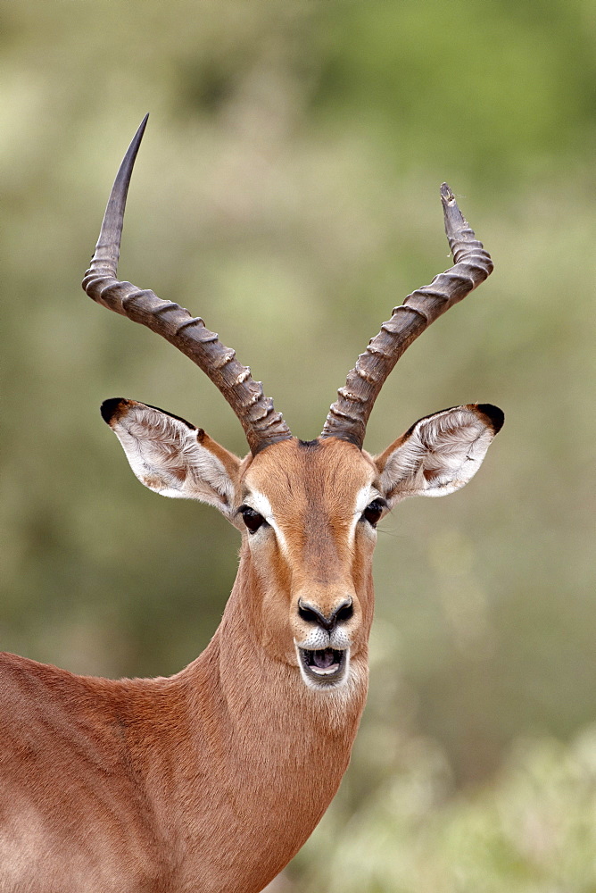 Impala (Aepyceros melampus) buck chewing its cud, Kruger National Park, South Africa, Africa