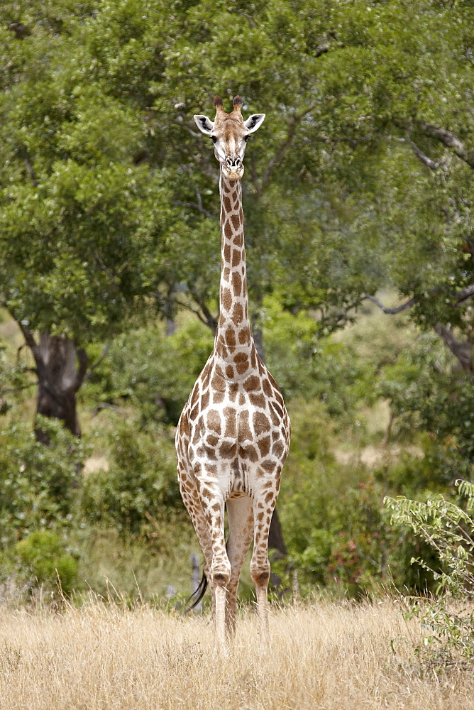 Cape giraffe (Giraffa camelopardalis giraffa), Kruger National Park, South Africa, Africa