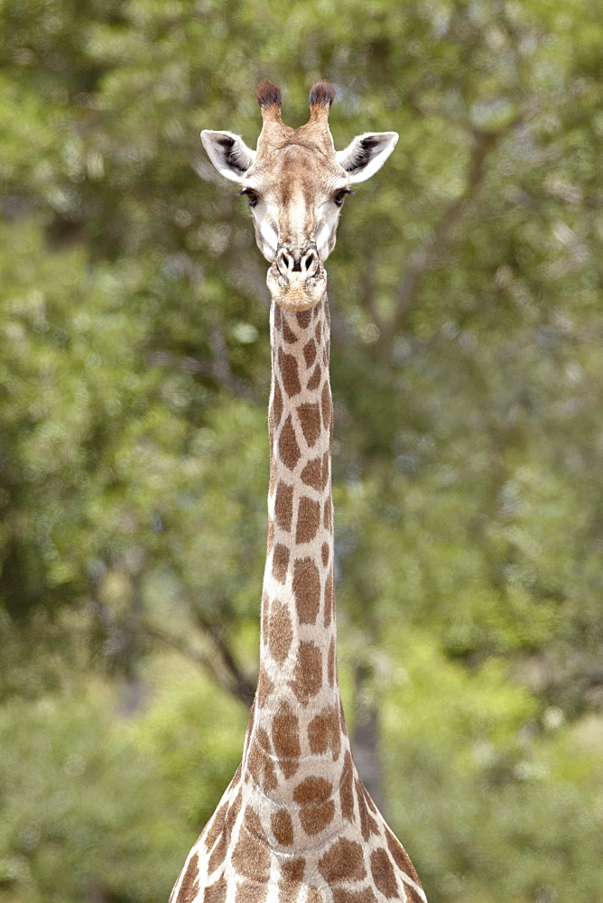 Cape giraffe (Giraffa camelopardalis giraffa), Kruger National Park, South Africa, Africa