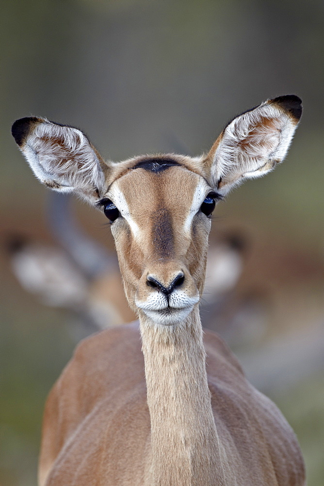 Female impala (Aepyceros melampus), Kruger National Park, South Africa, Africa