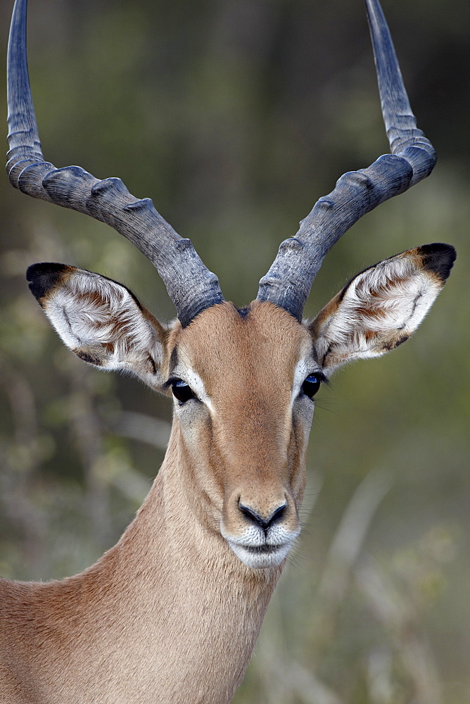 Impala (Aepyceros melampus) buck, Kruger National Park, South Africa, Africa