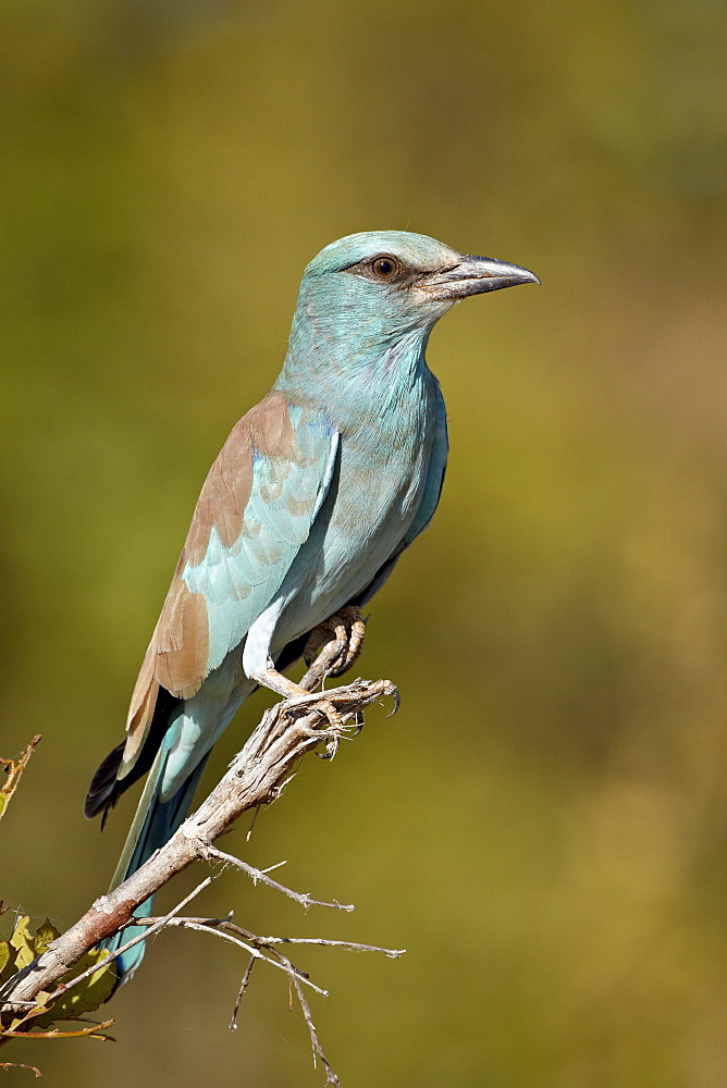 European roller (Coracias garrulus), Kruger National Park, South Africa, Africa