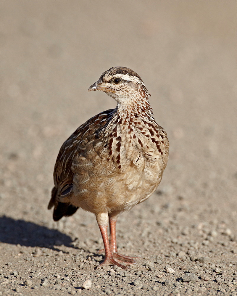 Crested francolin (Peliperdix sephaena), Kruger National Park, South Africa, Africa