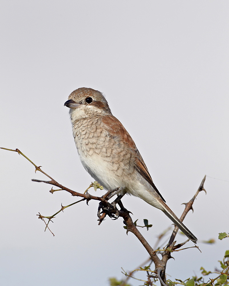 Female red-backed shrike (Lanius collurio), Kruger National Park, South Africa, Africa