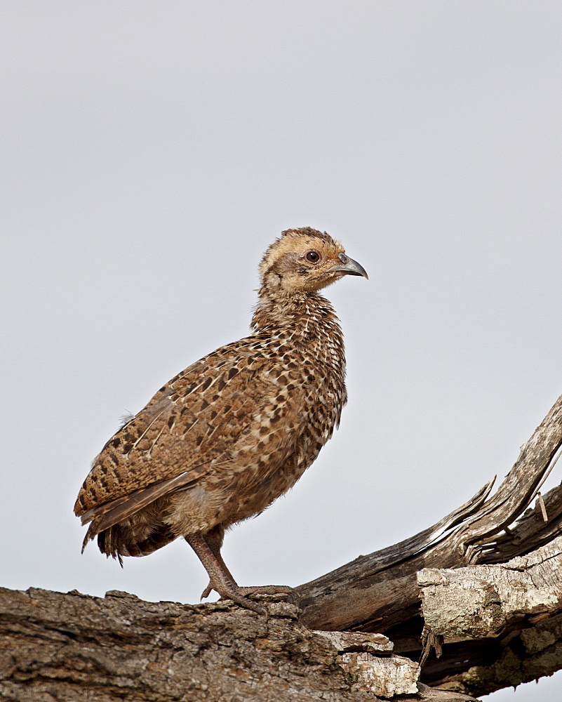 Swainson's francolin (Swainson's spurfowl) (Pternistes swainsonii) chick, Kruger National Park, South Africa, Africa