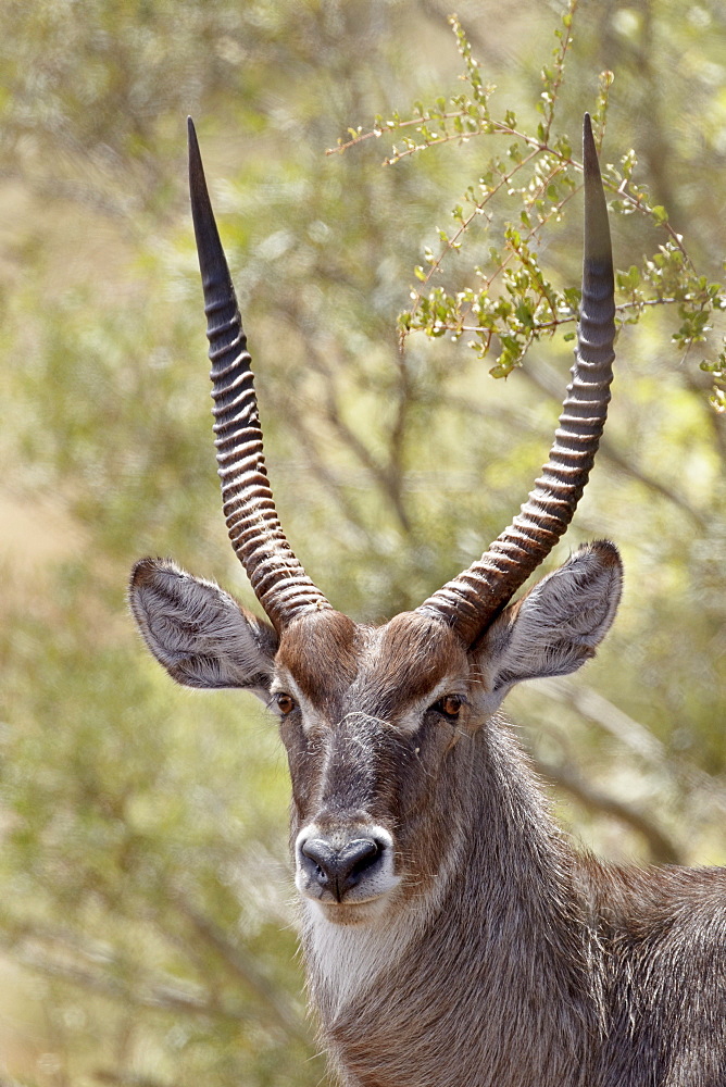 Common waterbuck (Ellipsen waterbuck) (Kobus ellipsiprymnus ellipsiprymnus) buck, Kruger National Park, South Africa, Africa