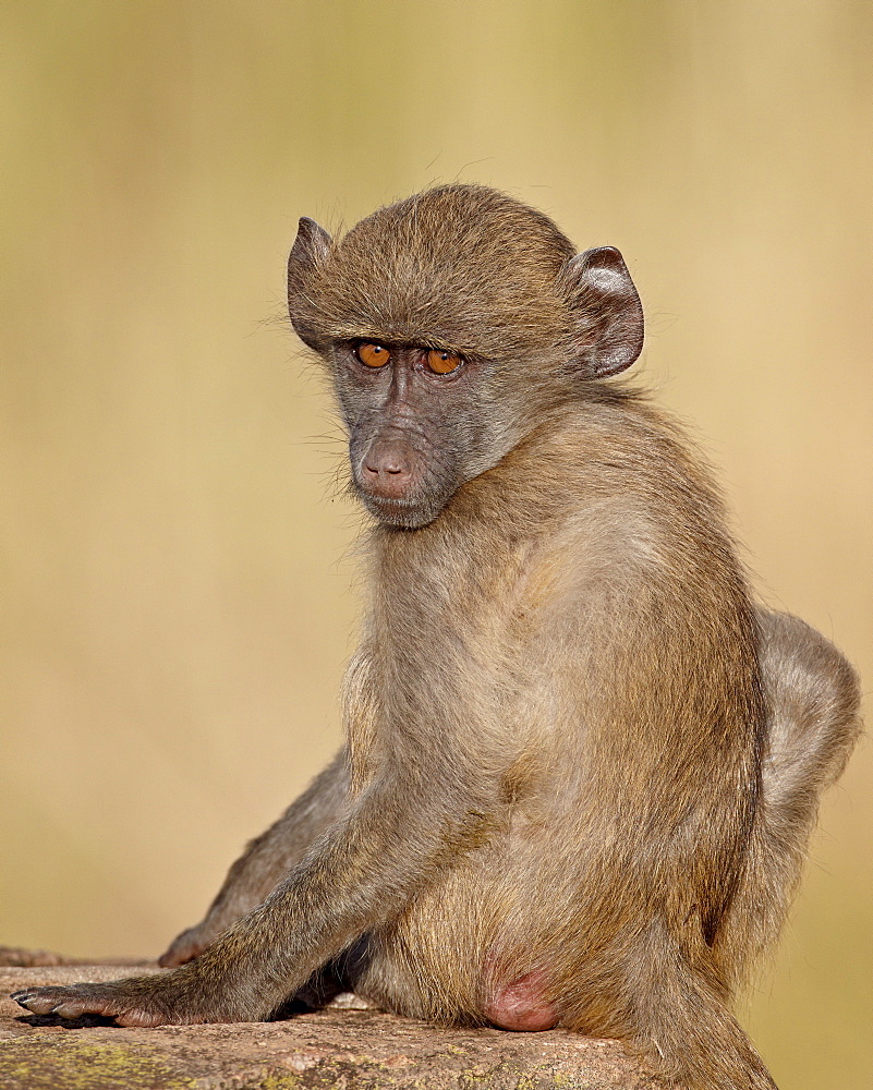 Infant Chacma baboon (Papio ursinus) on its mother's back, Kruger National Park, South Africa, Africa