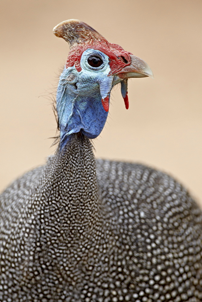 Helmeted guineafowl (Numida meleagris), Kruger National Park, South Africa, Africa