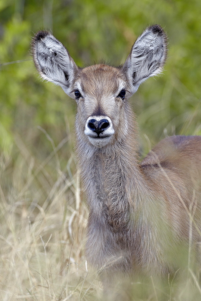 Young common waterbuck (Ellipsen waterbuck) (Kobus ellipsiprymnus ellipsiprymnus), Kruger National Park, South Africa, Africa