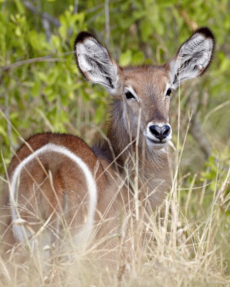 Young common waterbuck (Ellipsen waterbuck) (Kobus ellipsiprymnus ellipsiprymnus), Kruger National Park, South Africa, Africa