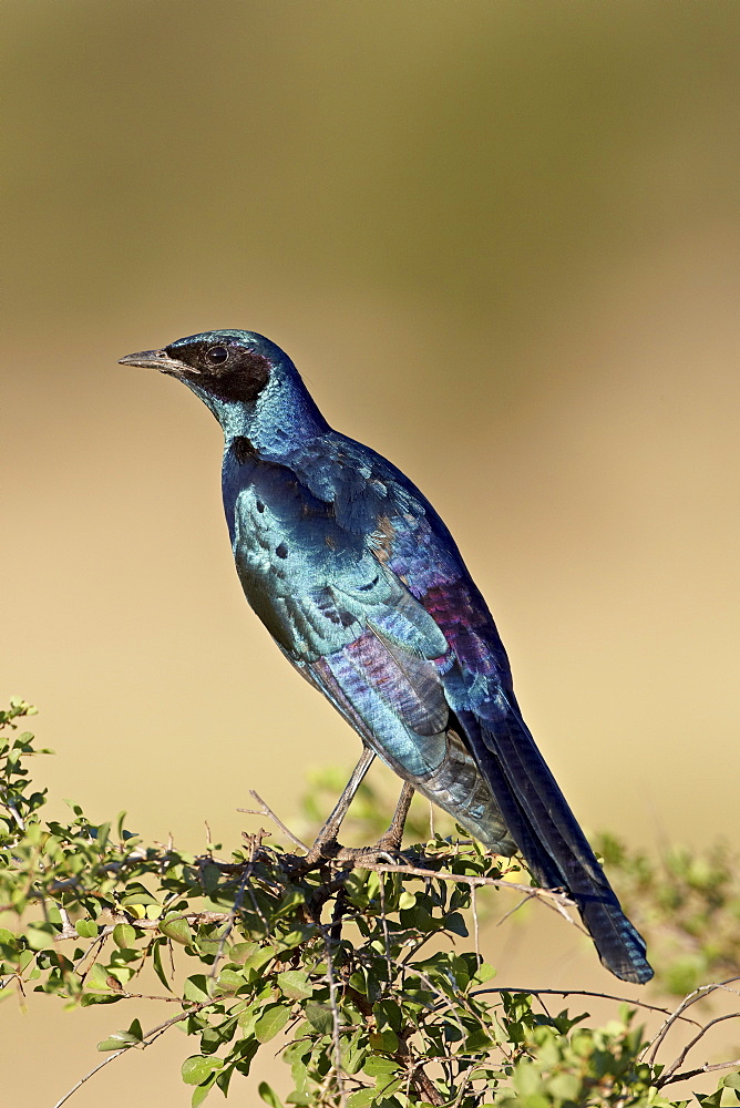 Greater blue-eared glossy starling (Lamprotornis chalybaeus), Kruger National Park, South Africa, Africa