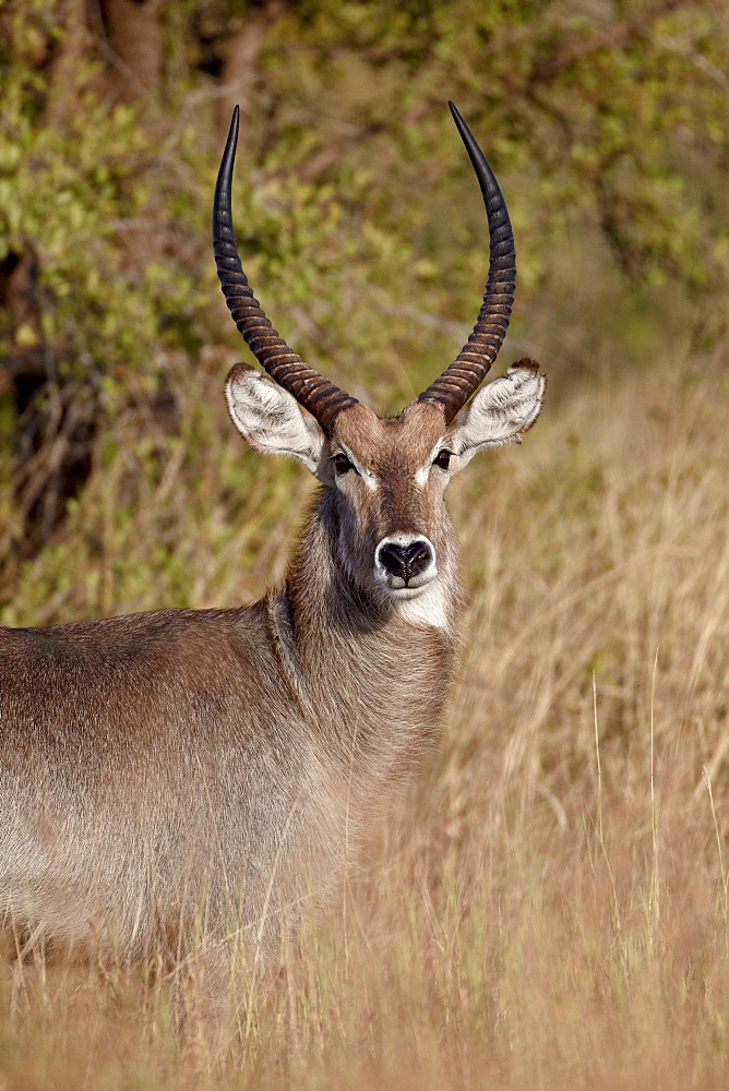 Common waterbuck (Ellipsen waterbuck) (Kobus ellipsiprymnus ellipsiprymnus) buck, Kruger National Park, South Africa, Africa