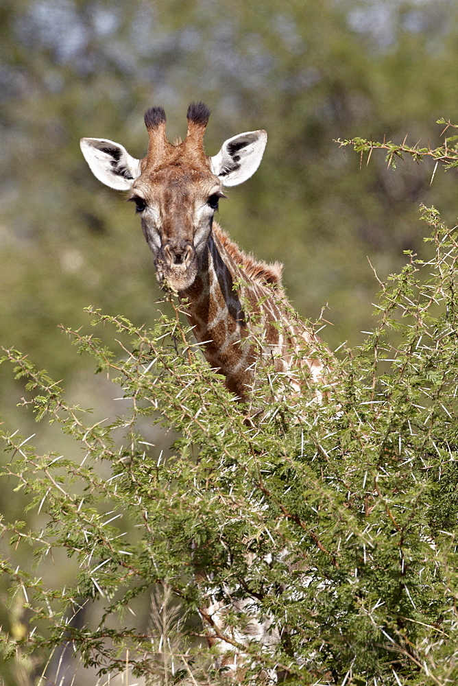 Cape giraffe (Giraffa camelopardalis giraffa), Kruger National Park, South Africa, Africa