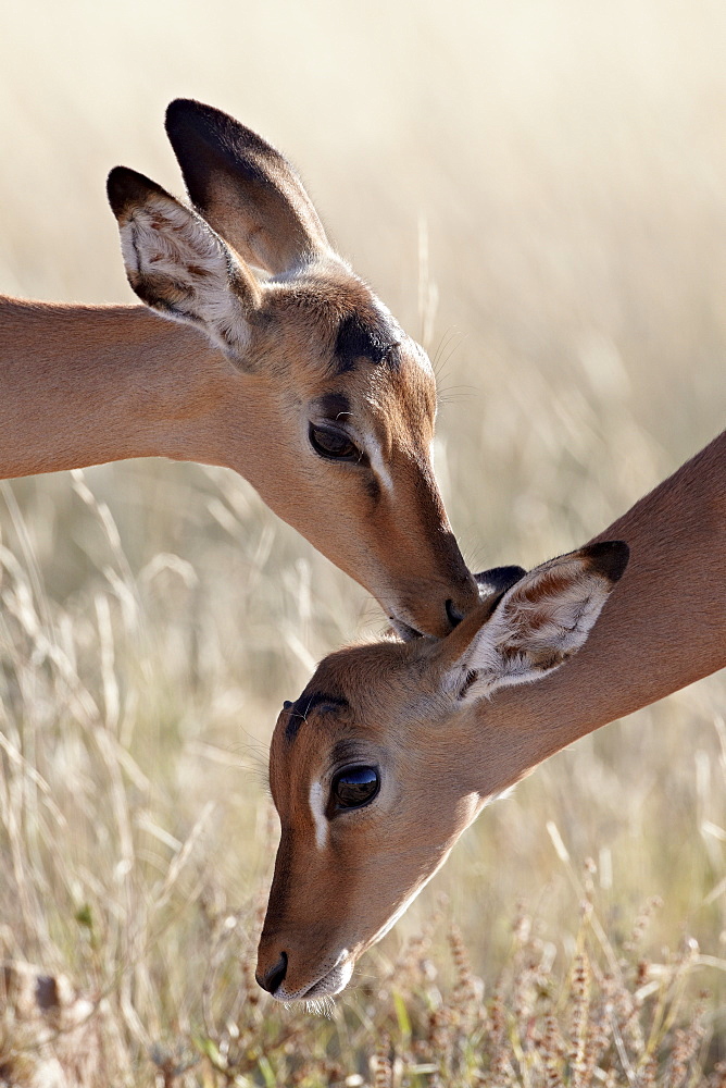 Two young impala (Aepyceros melampus) grooming, Kruger National Park, South Africa, Africa