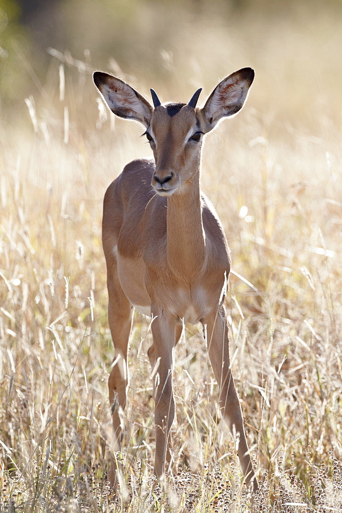 Young impala (Aepyceros melampus) buck, Kruger National Park, South Africa, Africa