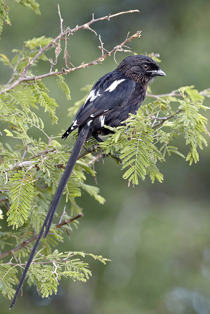 Long-tailed shrike (magpie shrike) (Corvinella melanoleuca), Kruger National Park, South Africa, Africa