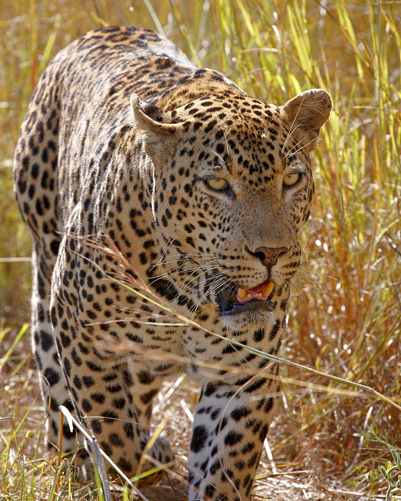 Male leopard (Panthera pardus), Kruger National Park, South Africa, Africa