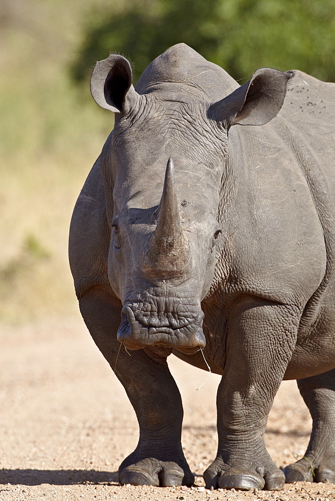 White rhinoceros (Ceratotherium simum), Kruger National Park, South Africa, Africa