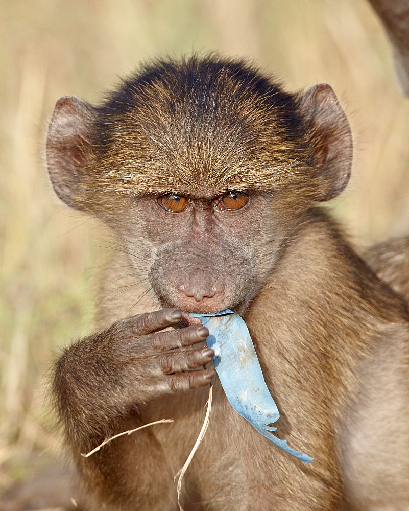 Young Chacma baboon (Papio ursinus) chewing on a piece of plastic, Kruger National Park, South Africa, Africa