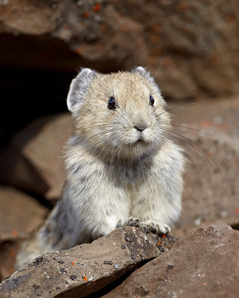 American pika (Ochotona princeps), Peter Lougheed Provincial Park, Kananaskis Country, Alberta, Canada, North America