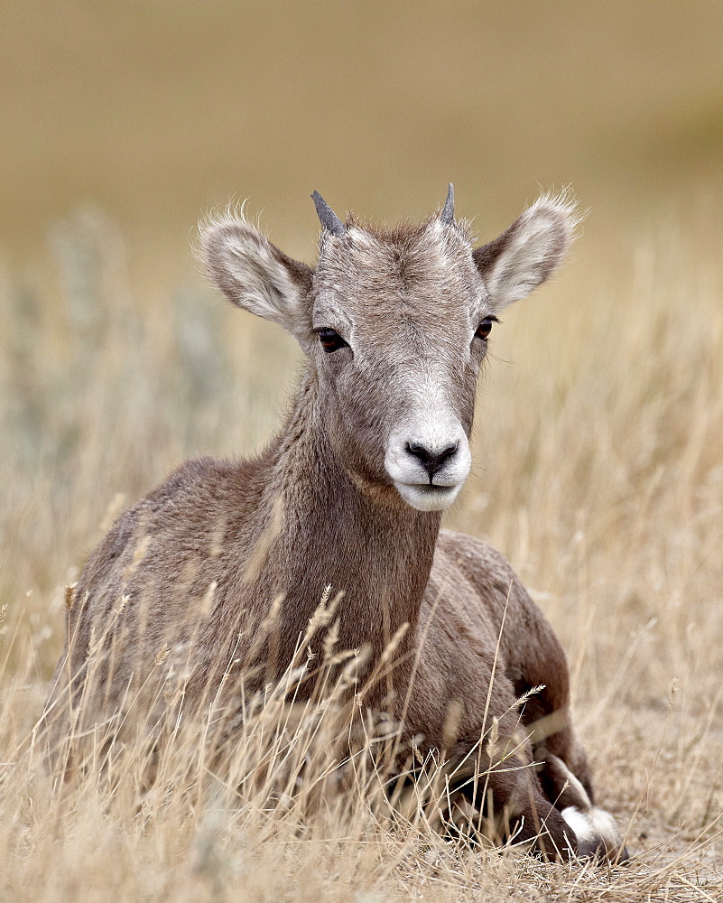 Bighorn sheep (Ovis canadensis) lamb, Badlands National Park, South Dakota, United States of America, North America