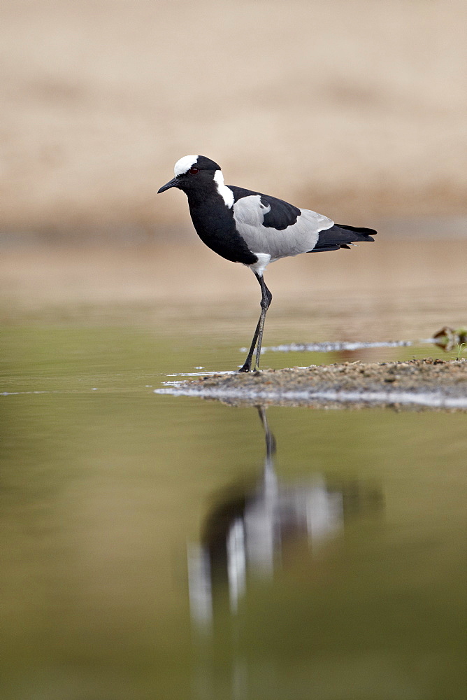 Blacksmith plover (blacksmith lapwing) (Vanellus armatus), Kruger National Park, South Africa, Africa