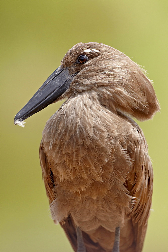 Hamerkop (Scopus umbretta), Kruger National Park, South Africa, Africa