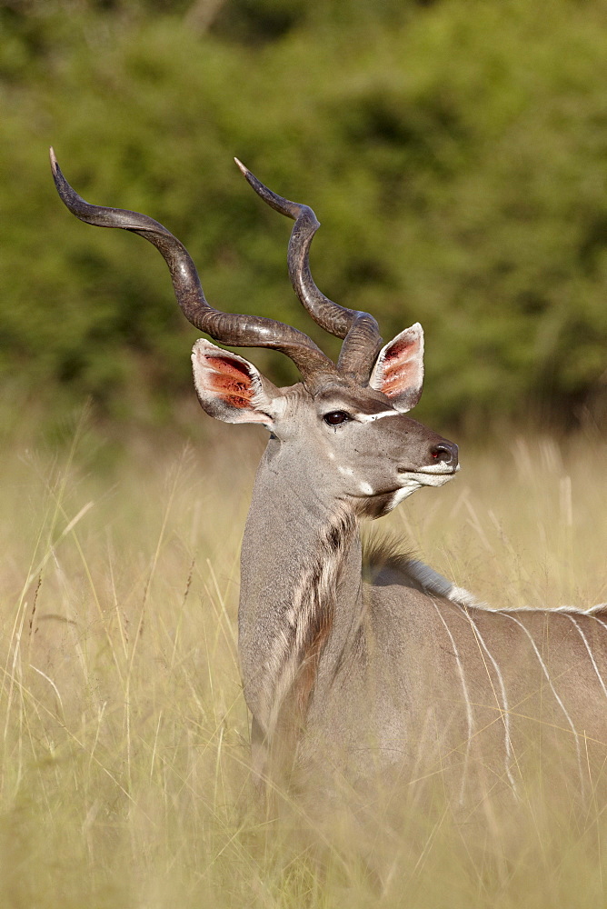 Greater kudu (Tragelaphus strepsiceros) buck, Kruger National Park, South Africa, Africa