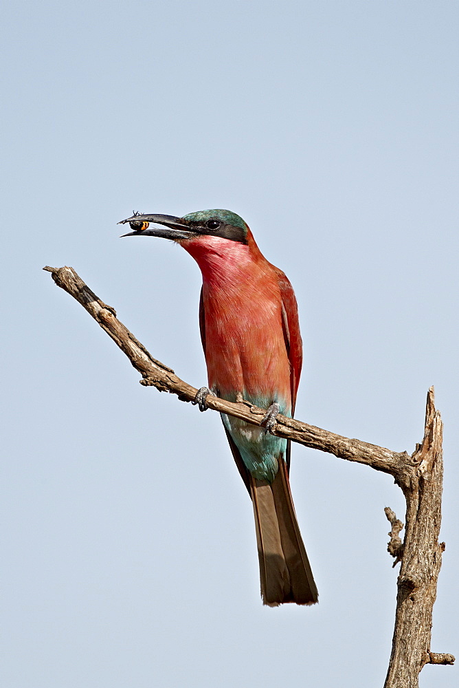 (Southern) carmine bee-eater (Merops nubicoides) with an insect, Kruger National Park, South Africa, Africa