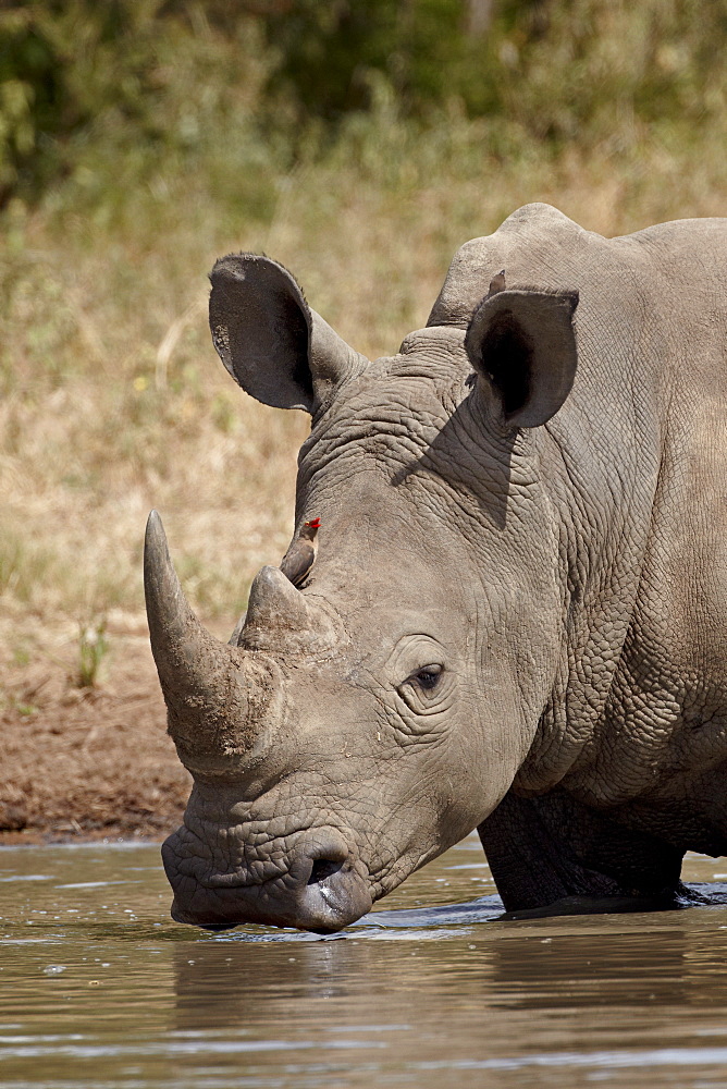 White rhinoceros (Ceratotherium simum) with a red-billed oxpecker (Buphagus erythrorhynchus), Kruger National Park, South Africa, Africa