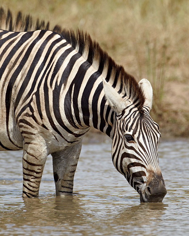 Chapman's zebra (Plains Zebra) (Equus burchelli antiquorum) drinking, Kruger National Park, South Africa, Africa