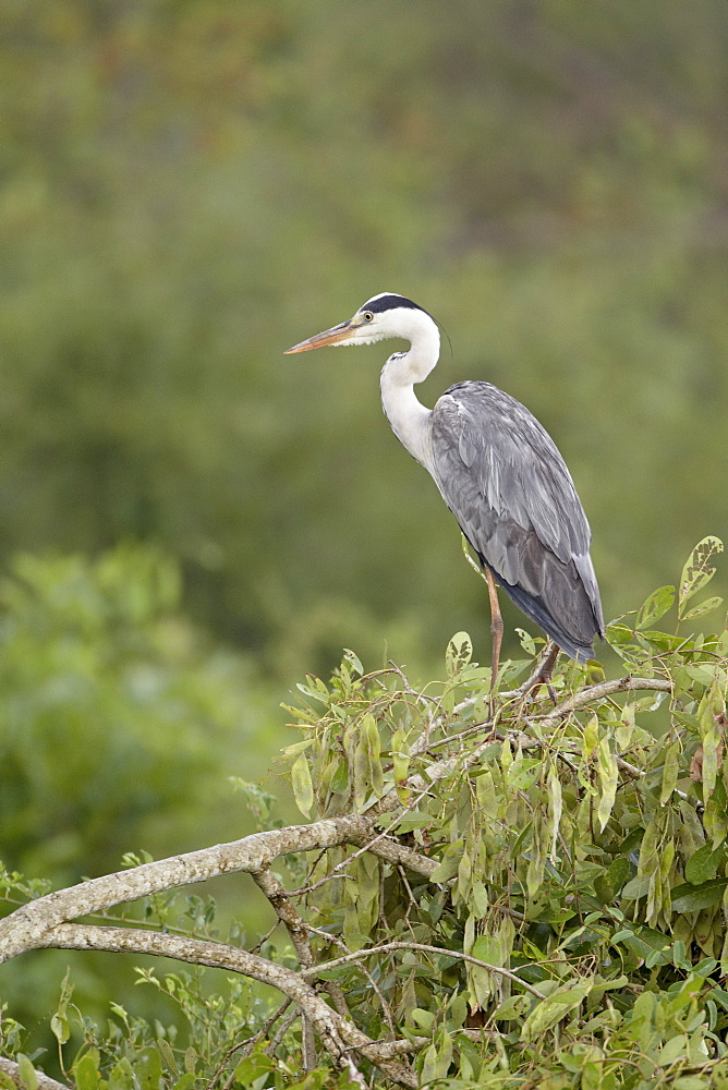 Grey heron (Ardea cinerea), Kruger National Park, South Africa, Africa