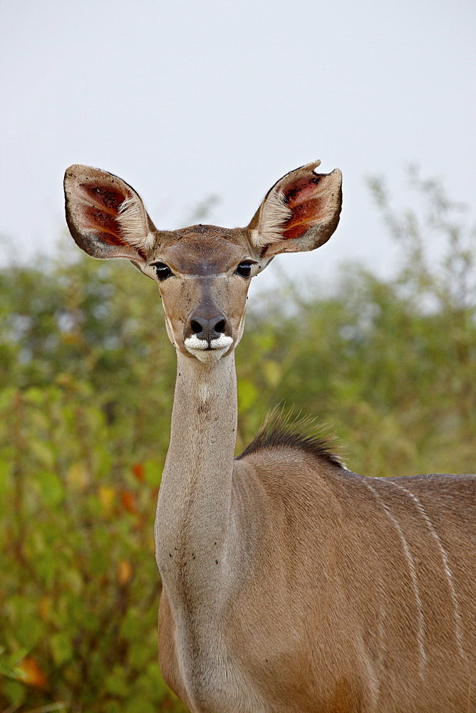 Female greater kudu (Tragelaphus strepsiceros), Kruger National Park, South Africa, Africa