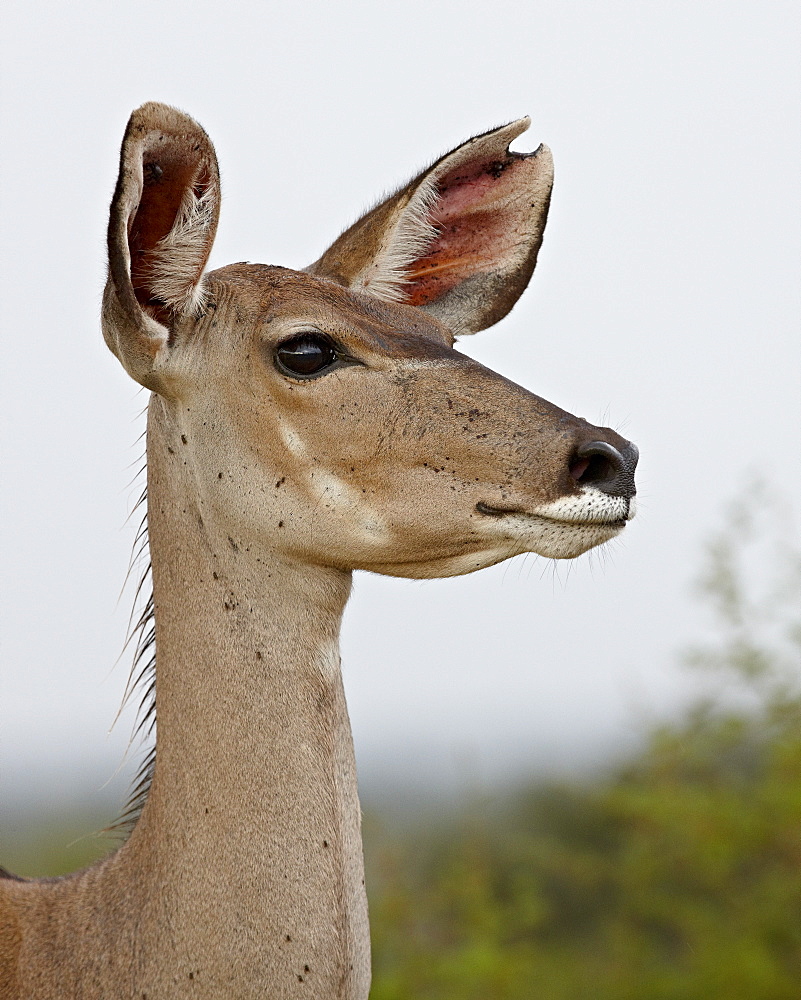 Female greater kudu (Tragelaphus strepsiceros), Kruger National Park, South Africa, Africa