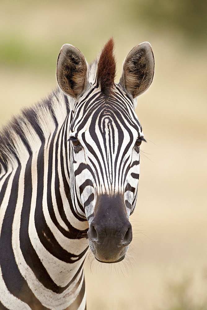 Chapman's zebra (Plains zebra) (Equus burchelli antiquorum), Kruger National Park, South Africa, Africa