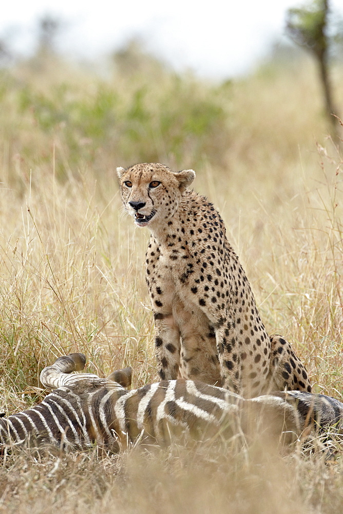 Cheetah (Acinonyx jubatus) at a zebra kill, Kruger National Park, South Africa, Africa