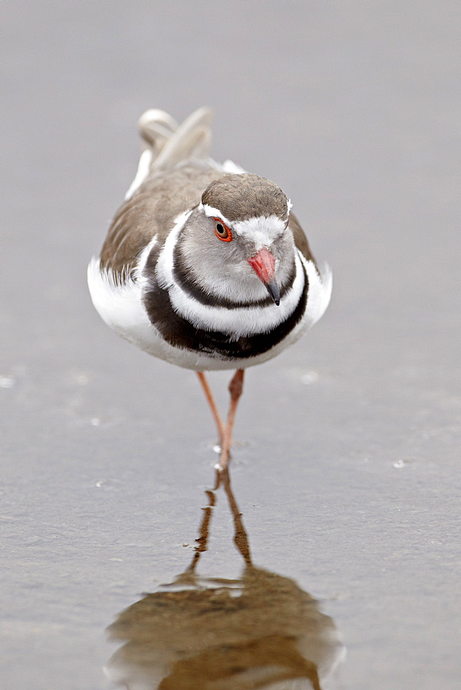 Three-banded plover (Charadrius tricollaris), Kruger National Park, South Africa, Africa