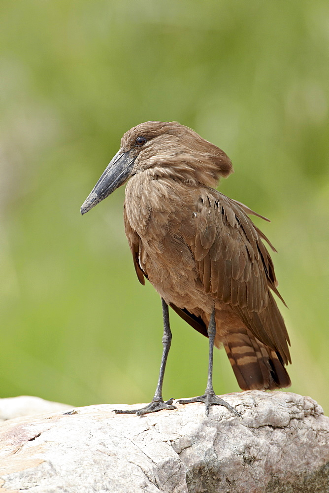 Hamerkop (Scopus umbretta), Kruger National Park, South Africa, Africa