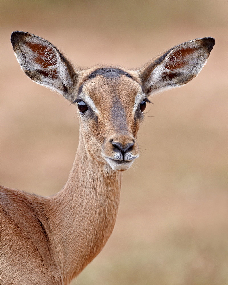 Young impala (Aepyceros melampus), Imfolozi Game Reserve, South Africa, Africa