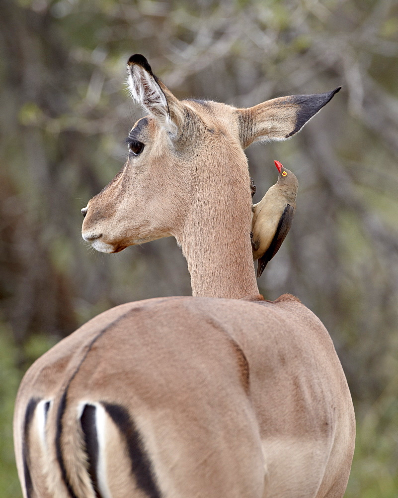 Red-billed oxpecker (Buphagus erythrorhynchus) on an impala (Aepyceros melampus), Kruger National Park, South Africa, Africa