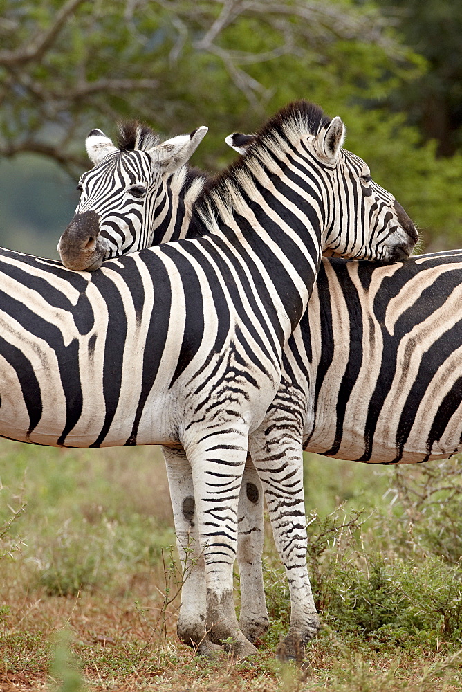 Two Chapman's zebra (plains zebra) (Equus burchelli antiquorum), Imfolozi Game Reserve, South Africa, Africa