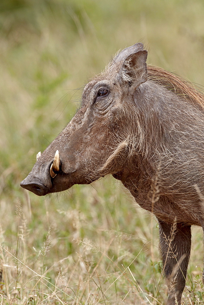 Warthog (Phacochoerus aethiopicus), Imfolozi Game Reserve, South Africa, Africa