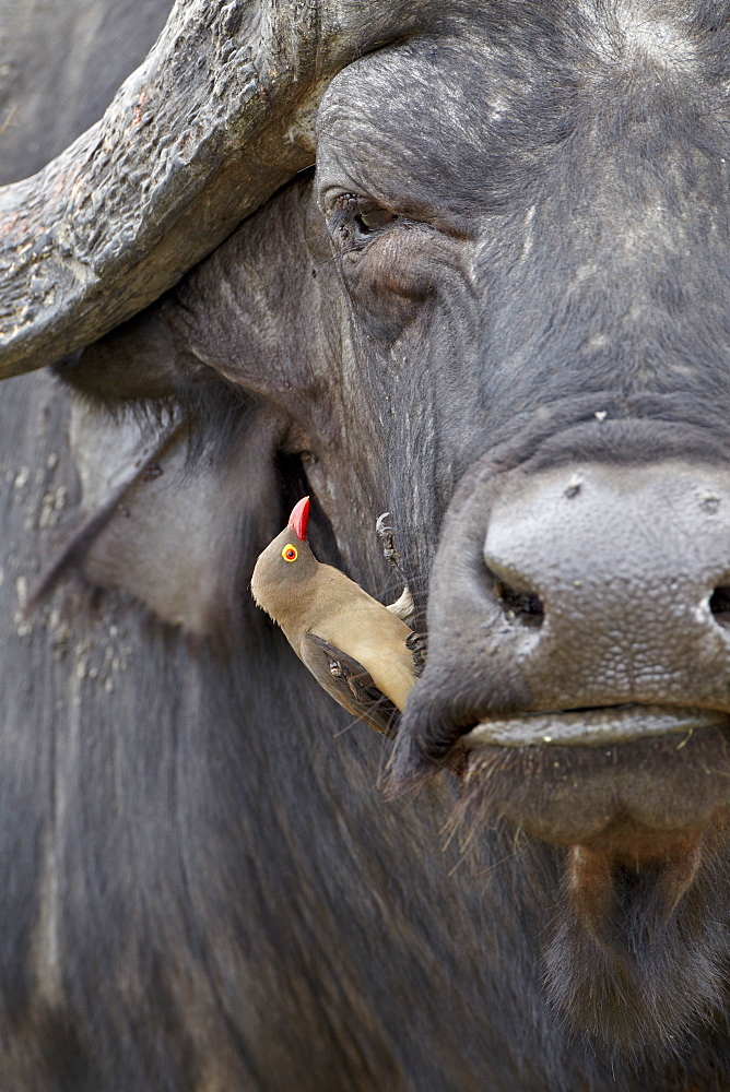 Red-billed oxpecker (Buphagus erythrorhynchus) on a Cape buffalo (African buffalo) (Syncerus caffer), Kruger National Park, South Africa, Africa