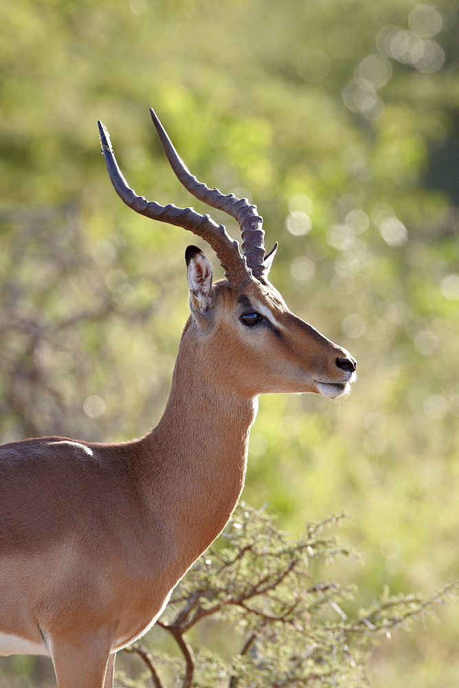 Impala (Aepyceros melampus) buck, Imfolozi Game Reserve, South Africa, Africa