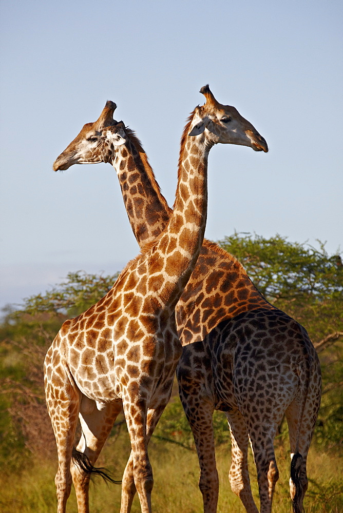 Two male Cape giraffe (Giraffa camelopardalis giraffa), Imfolozi Game Reserve, South Africa, Africa