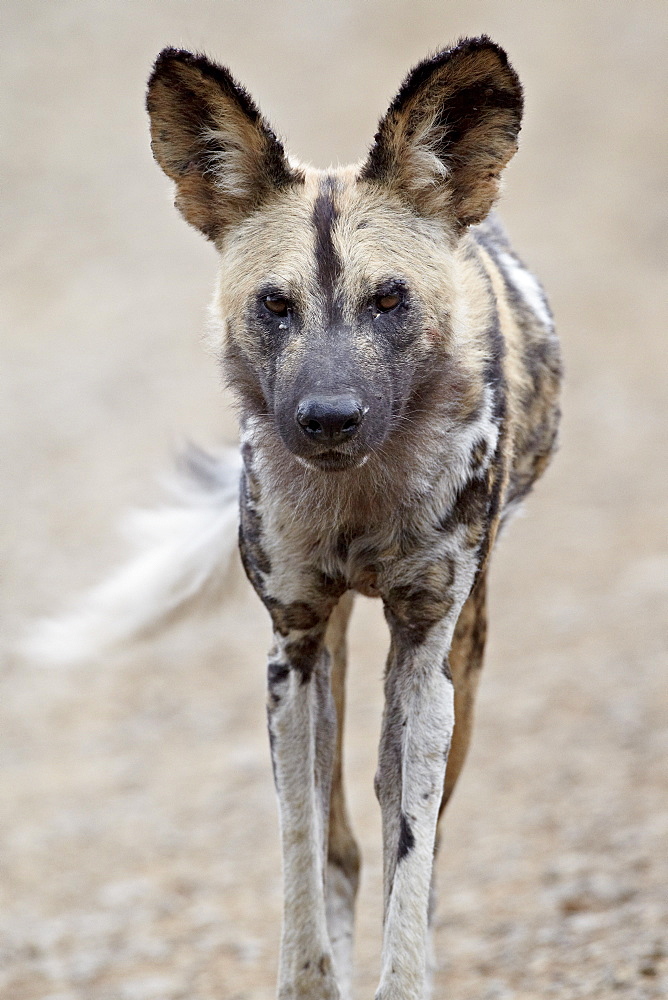 African wild dog (African hunting dog) (Cape hunting dog) (Lycaon pictus), Hluhluwe Game Reserve, South Africa, Africa