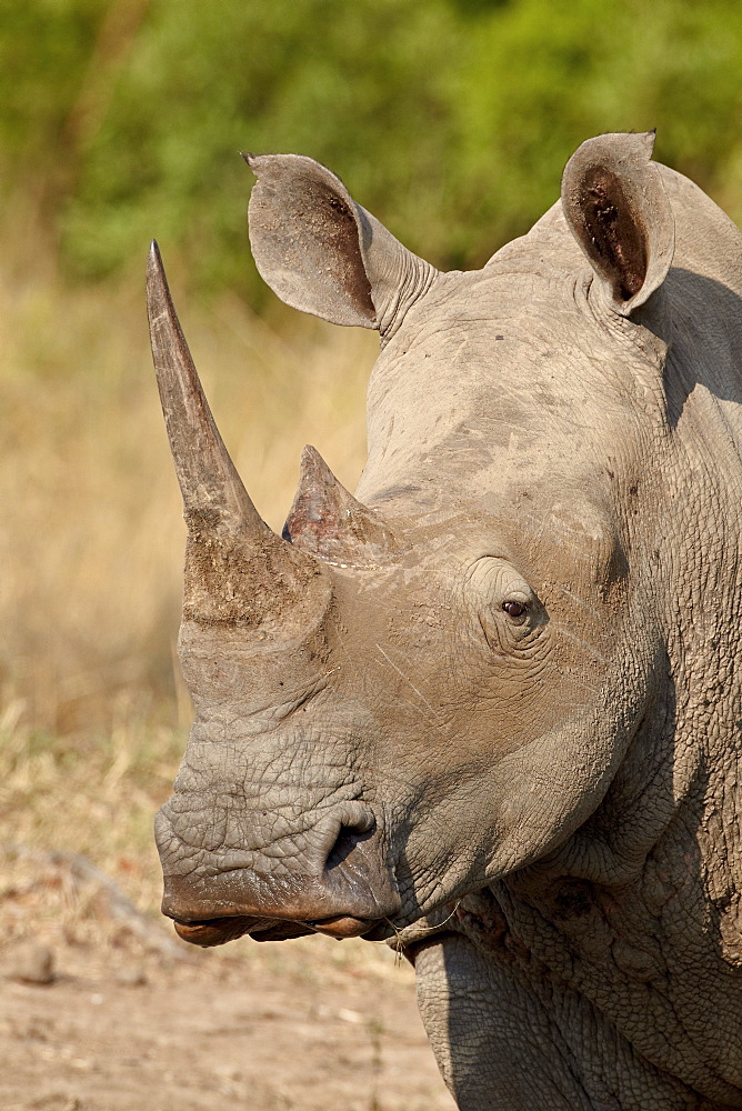 White rhinoceros (Ceratotherium simum), Hluhluwe Game Reserve, South Africa, Africa