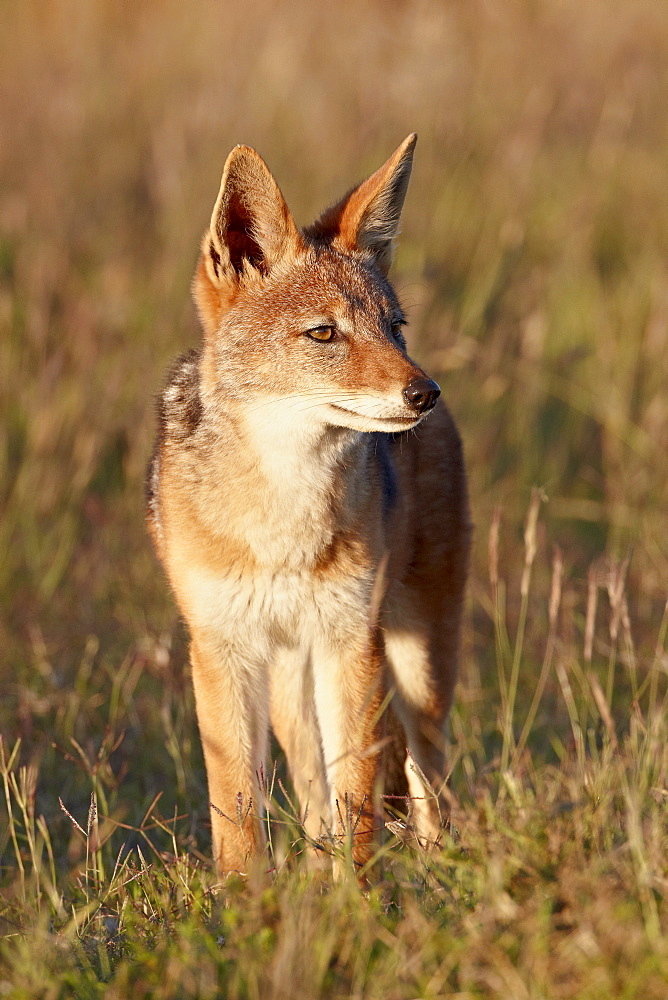 Black-backed jackal (silver-backed jackal) (Canis mesomelas), Mountain Zebra National Park, South Africa, Africa