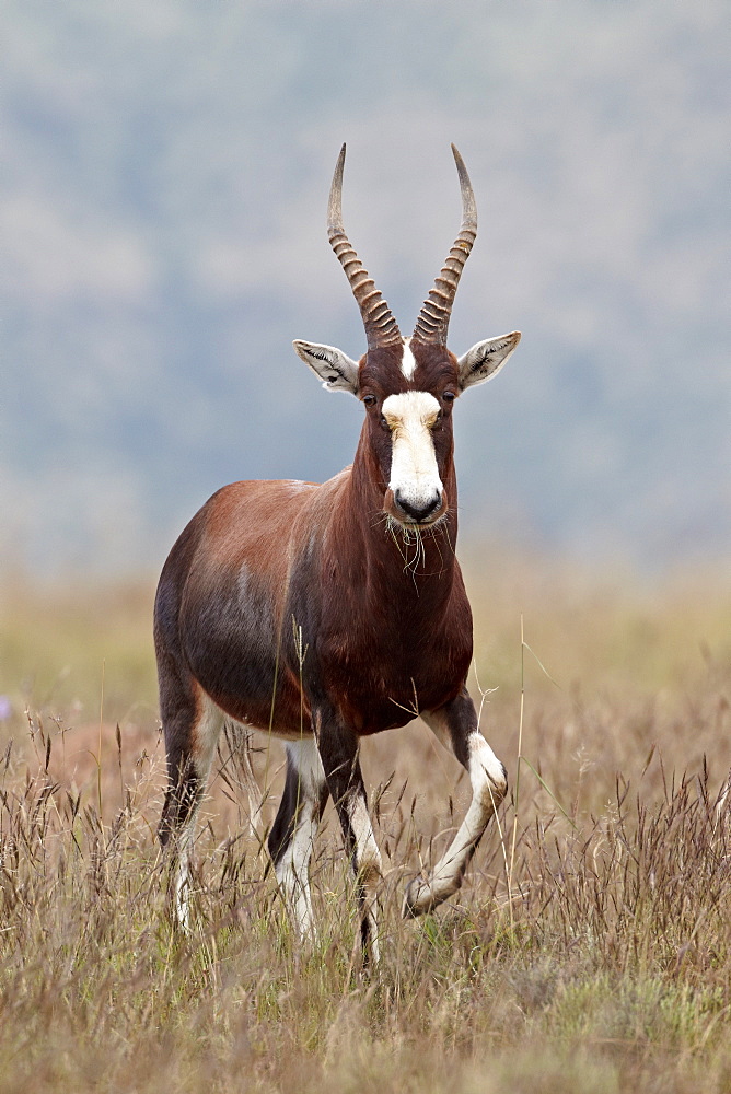 Blesbok (Damaliscus pygargus phillipsi), Mountain Zebra National Park, South Africa, Africa